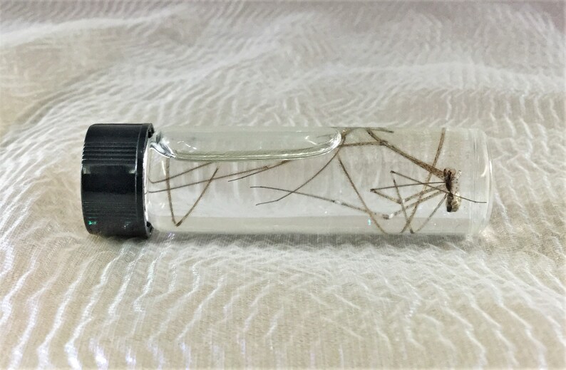 wet specimen insect bug collectible decor educational taxidermy CMisc.13 Entomology Wet Specimen Glass jar Daddy long-legs Spider