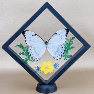 LG Morpho Butterfly floating display Entomology Taxidermy Oddities Curiosities preserved insect specimen collectible dark academia home gift