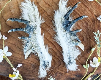 Spur 1 1/4" monster Chicken foot Curiosities oddity talisman craft collectible foot pirate props crafts