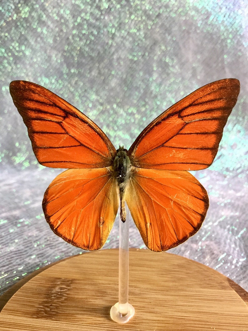 BF08 Taxidermy Entomology Butterfly Specimen Glass Dome Dsply insect collectible