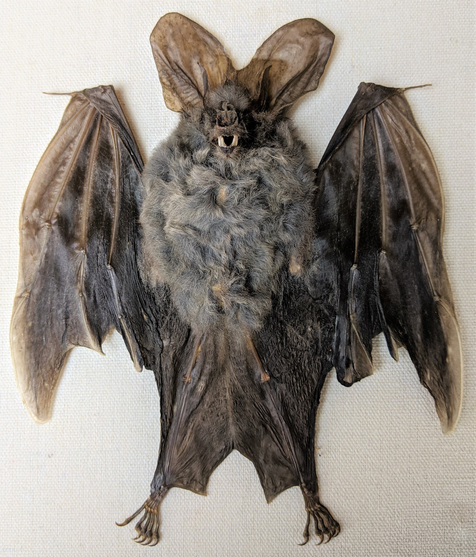 P49d Taxidermy Lesser False Vampire Bat Shadowbox curiosities | Etsy