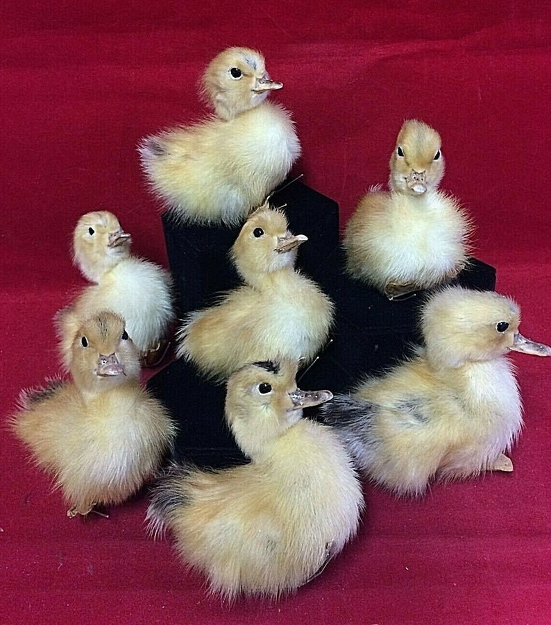 Movable legs Sale Taxidermy Long Island Baby Duck Duckling Bird collectible specimen curiosity cabinet farm kitchen decor ONE A