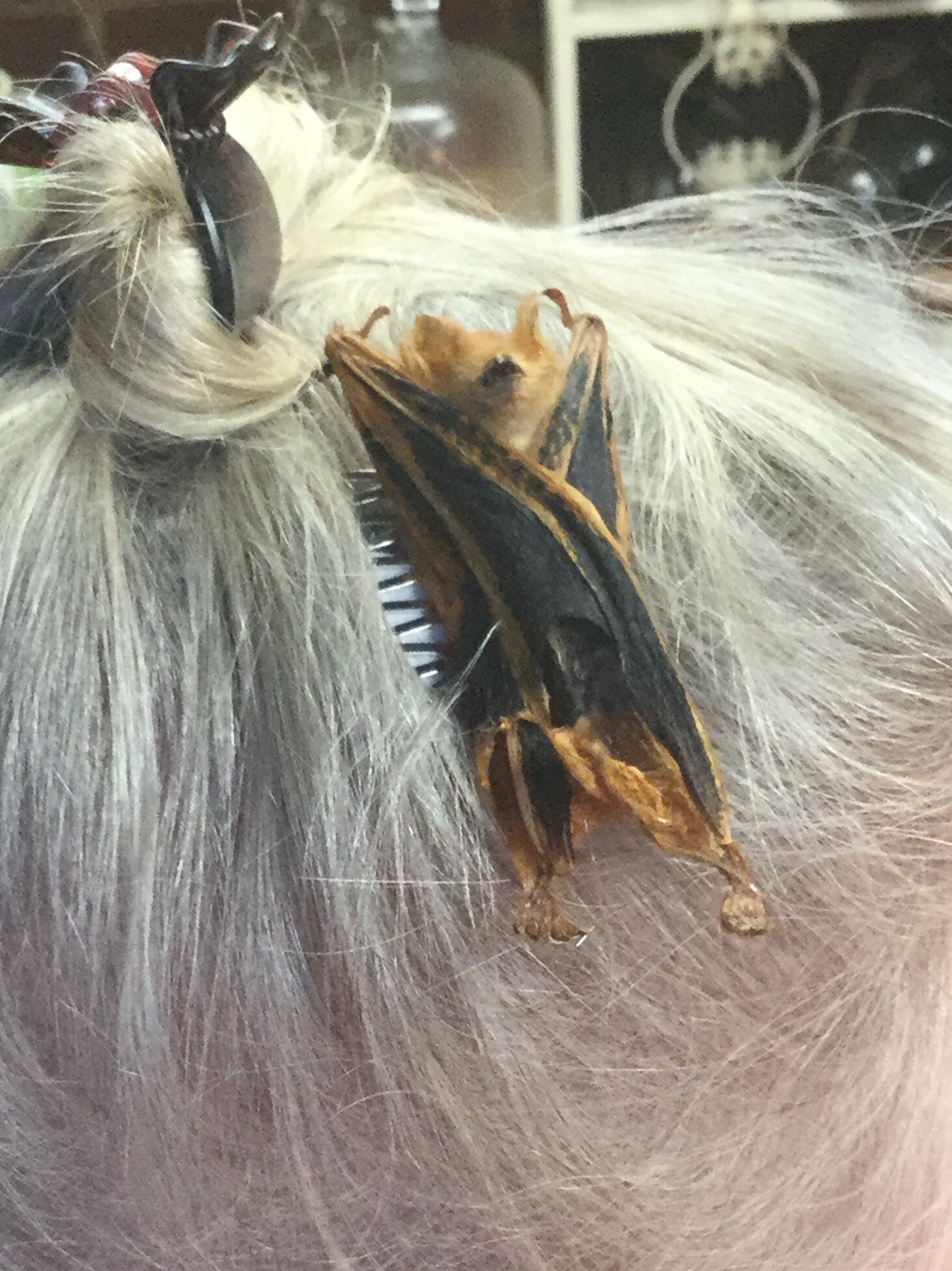 Bat Hair Barrett Taxidermy Gothic fantasy pagan voodoo witch comb