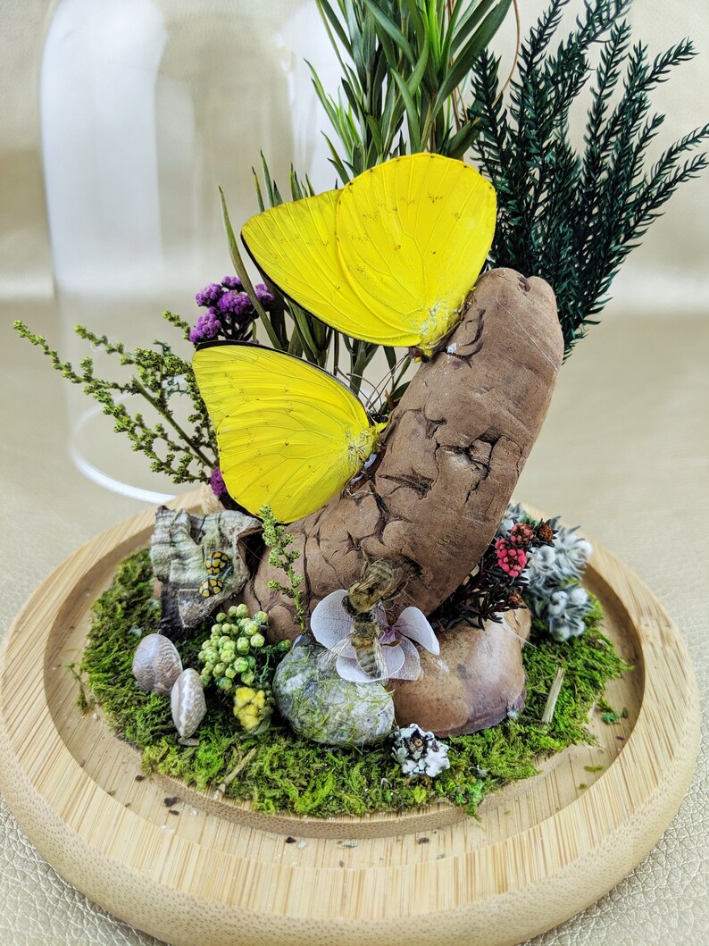 W135 Entomology Taxidermy kissing Butterflies bees snails ladybugs Glass Dome display oddity curiosity insects specimen collectible decor