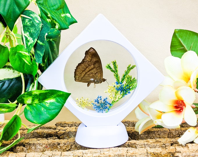 Chocolate Pansy Butterfly floating display Entomology Taxidermy Oddities Curiosities lepidopterology bug collector insect preserved specimen