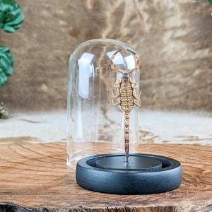 Chinese Armor Tail Scorpion Glass Dome Display collectible preserved specimen educational oddity curiosities arachnid insect entomology gift