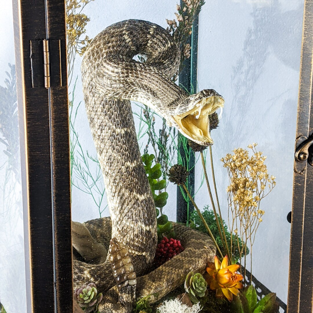 Rattlesnake Relic Lantern Oddities Curiosities Collectible Display ...