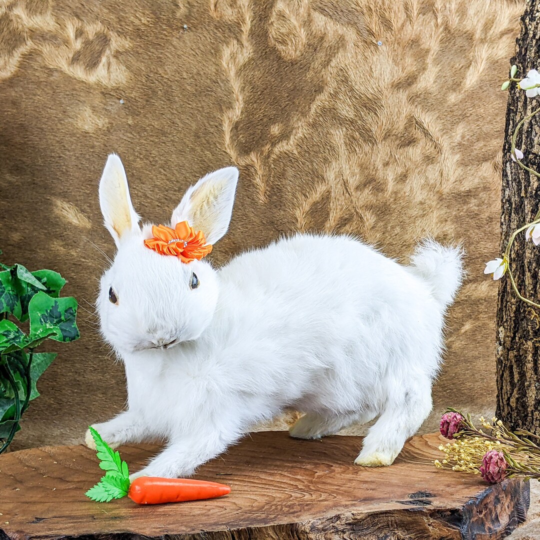 T20f Baby Bunny Rabbit carrot Carole Collectible Taxidermy Oddity ...