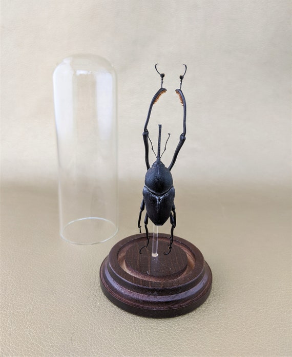 Lg Taxidermy Entomology Fighting Beetle Curiosity Collectible Glass Dome Lg Taxidermy Entomology Fighting Beetle Curiosity Collectible Glass Dome
