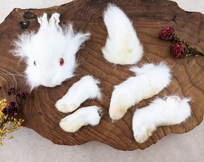 Bunny Rabbit Head feet tail Taxidermy oddity curiosities craft collectible fur bunny crafts props Collectible fur bunny preserved specimen