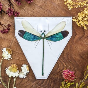 Iridescent blue metal wing Dragonfly Specimen Neurobasis chinensis craft educational entomology preserved collectible bug insect decor