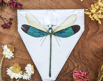 Iridescent blue metal wing Dragonfly Specimen Neurobasis chinensis craft educational entomology preserved collectible bug insect decor