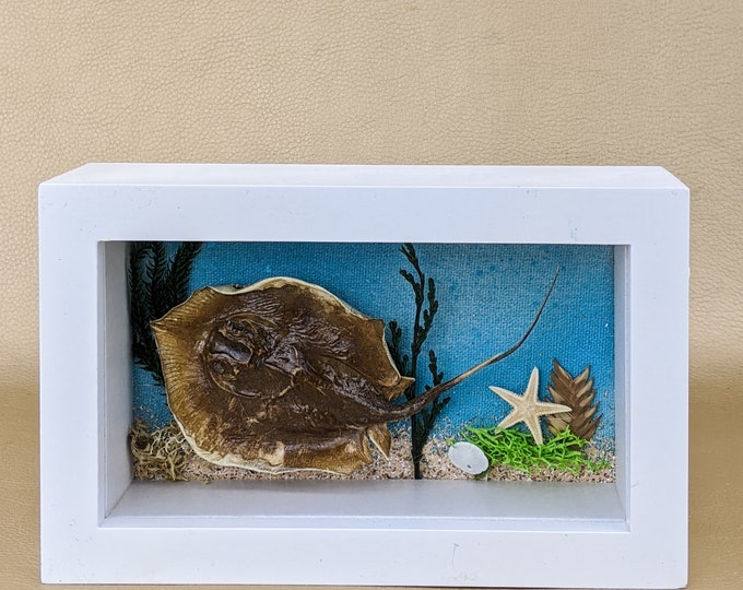 Brown Electric Ray fish Nautical display Taxidermy Oddities Curiosities marine biology Ocean Sea Collectible Preserved Specimen