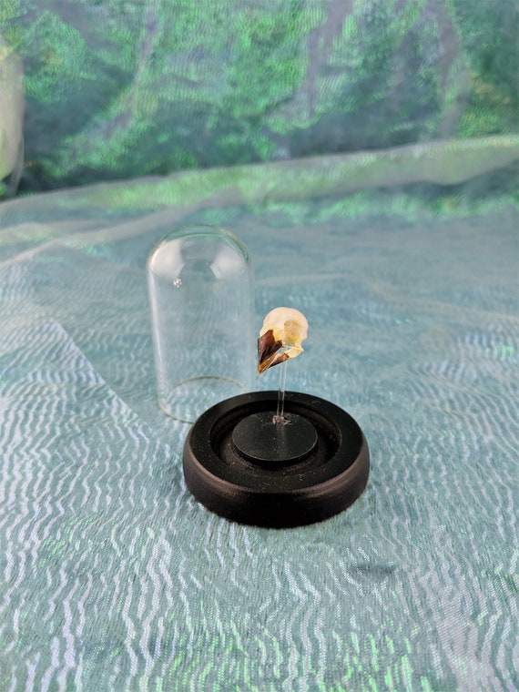 Taxidermy Munia Bird Skull Glass Dome Display Collectible Specimen