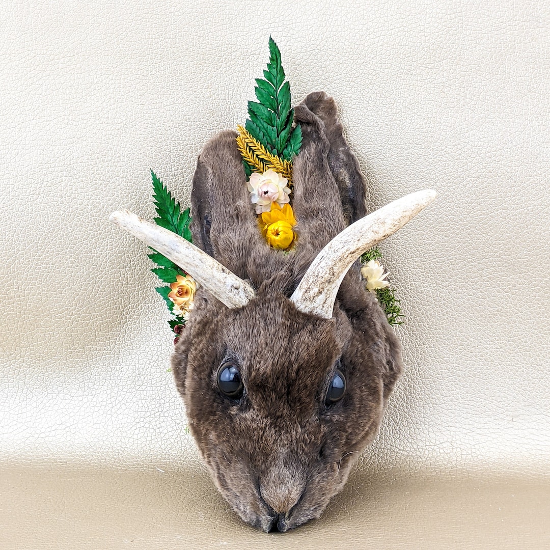 Jackalope Rabbit Taxidermy Head Bunny Mount Curiosities Oddities Gaff ...