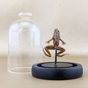 Real Leopard Frog glass dome curiosities specimen oddities preserved specimen home decor collectible amphibian educational display