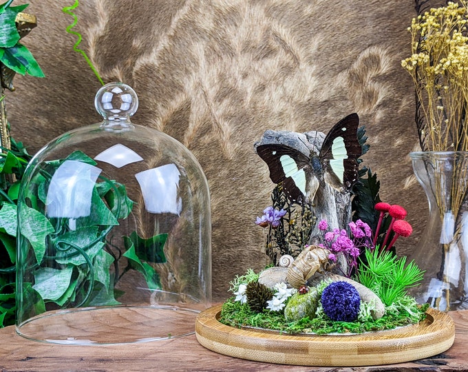 Bf50c Victorian Style Real Butterfly glass dome display Entomology taxidermy Oddities  home decor collectible preserved specimen bugs