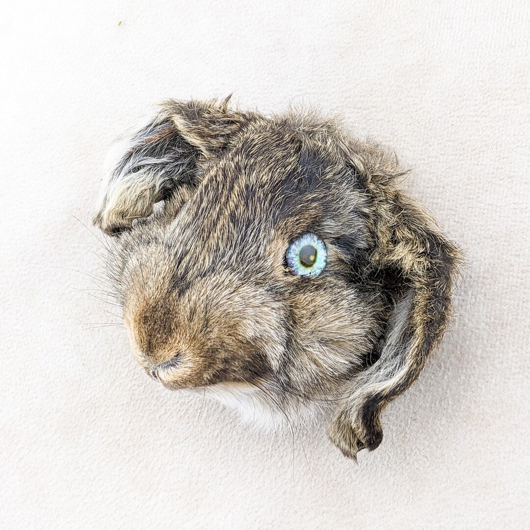 Bunny Rabbit Head Lop-eared for Crafts Taxidermy Oddities Craft ...