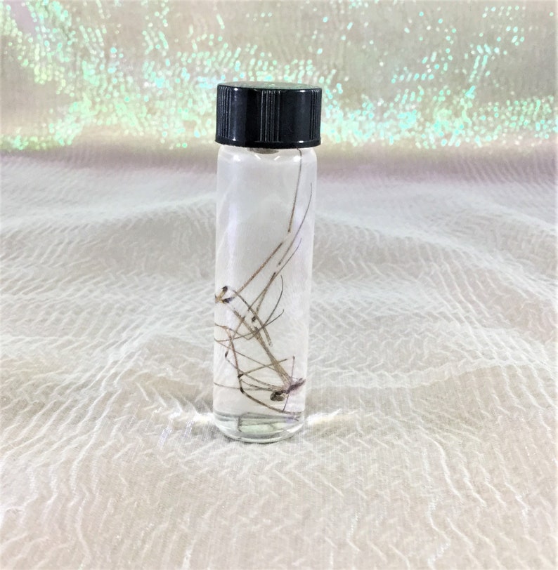 wet specimen insect bug collectible decor educational taxidermy CMisc.13 Entomology Wet Specimen Glass jar Daddy long-legs Spider