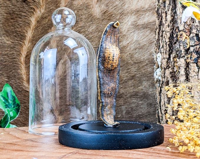 Medicinal Leech Dome Display specimen Taxidermy Oddities Curiosities Preserved specimen decor collectible educational bloodletting