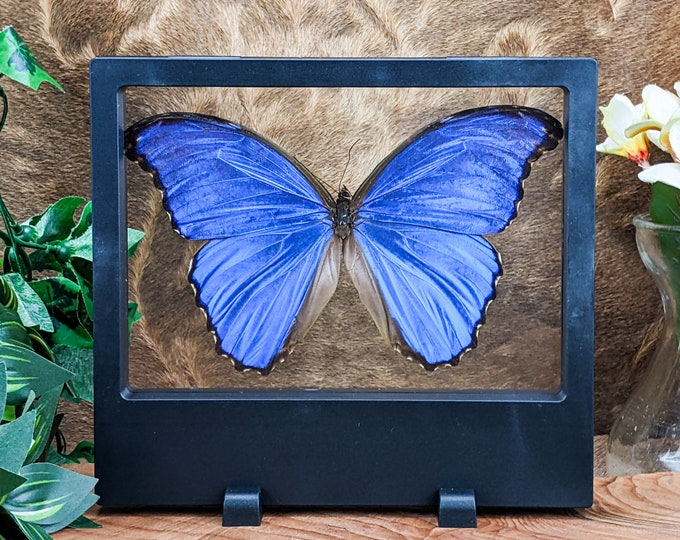 Blue Peruvian Morpho Taxidermy Entomology butterfly Floating frame lepidopterology bug collector insect preserved specimen nature curio