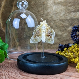 May include: A preserved moth specimen displayed under a glass cloche. The moth has intricate wing patterns in shades of brown and cream. It is mounted on a clear stand atop a black wooden base. Dried flowers and greenery surround the display.