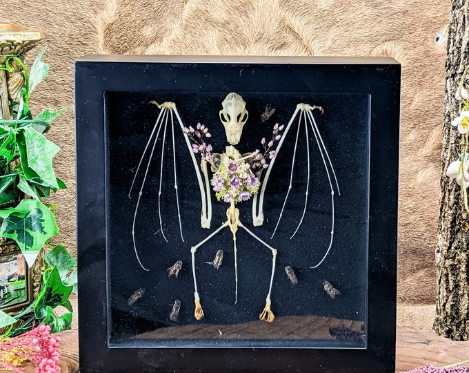 Leaf-Nosed Bat Shadowbox Taxidermy Bat skeleton Framed oddities decor Curiosities oddity   Hanging Display