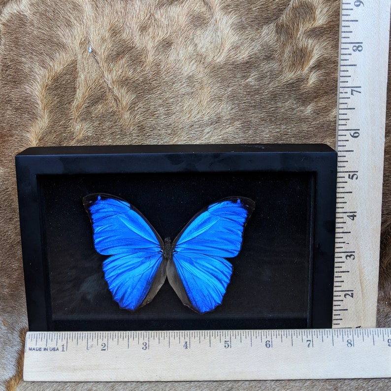 Y68c Blue Morpho butterfly Shadowbox Taxidermy Entomology collectible specimen oddities curiosities cabinet preserved specimen image 3