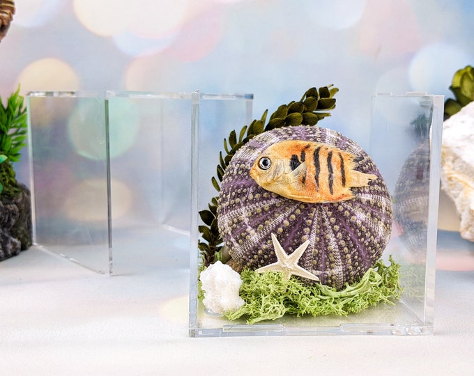 i15d Sea urchin Flame Angel fish taxidermy nautical Oddities Curiosity cube display Ocean Educational Marine collectible preserved specimen