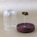 I23 Honey Bee Glass Dome Display Taxidermy Entomology Oddities Curiosities Preserved  insect Great specimens educational 