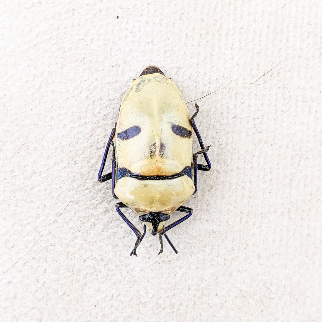 Man Faced Beetle Specimen Death Head Entomology Taxidermy Curiosity