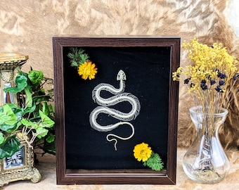 Venomous Rice Paddy Snake Skeleton Victorian Shadowbox Display Taxidermy Oddities curiosities collectible specimen Home Decor