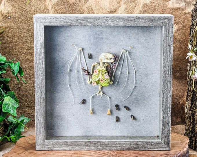 Bat skeleton Framed Leschenault's rousette Shadowbox Taxidermy oddities decor Curiosities oddity Educational  Hanging Display