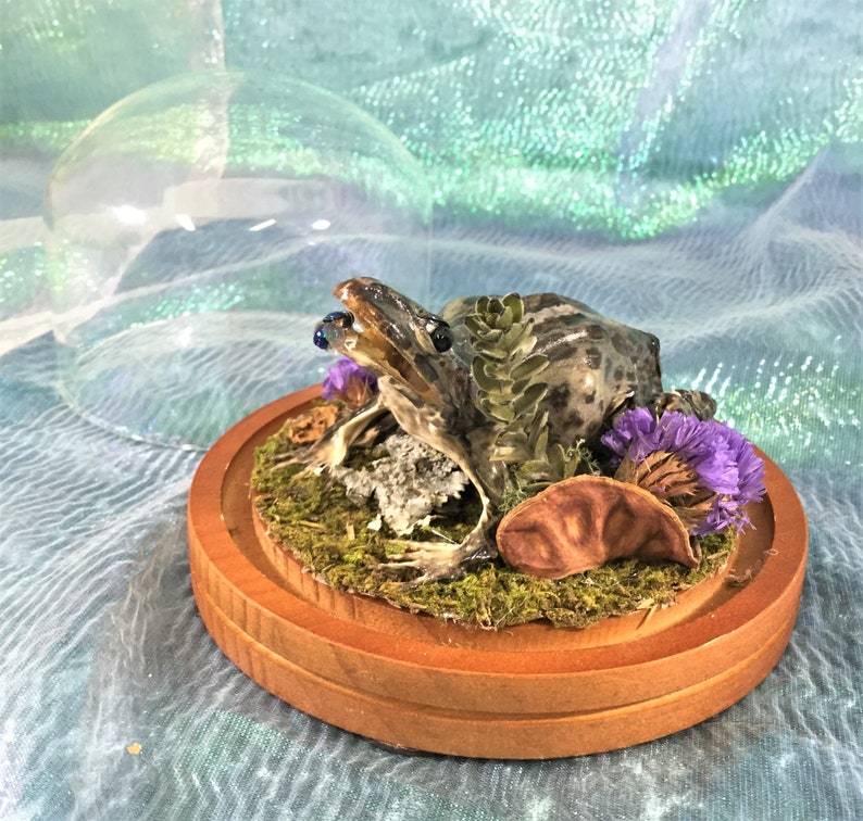 Q10 Taxidermy Frog Fejervarya Limnocharis Glass dome Display Collectible toad specimen Antique Victorian Style