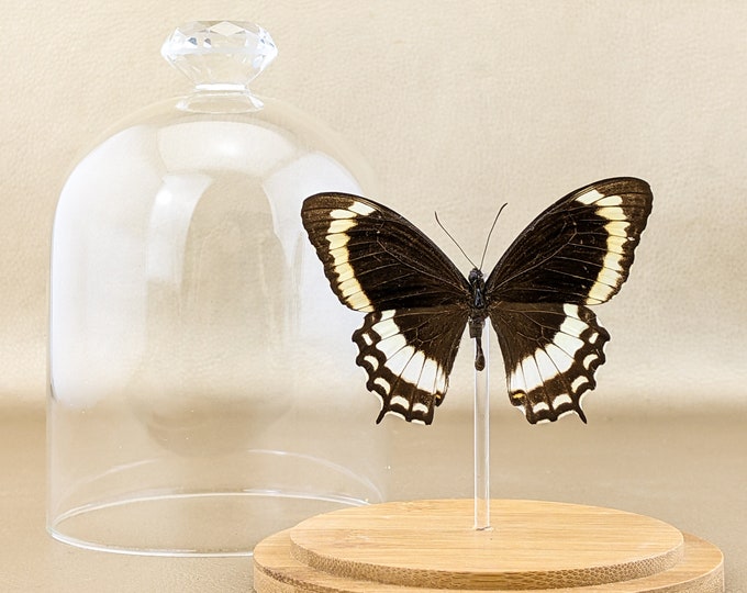 Butterfly Papilio Canopus Glass Dome Display collectible oddities Entomology Taxidermy lepidopterology bug collector insect nature preserved