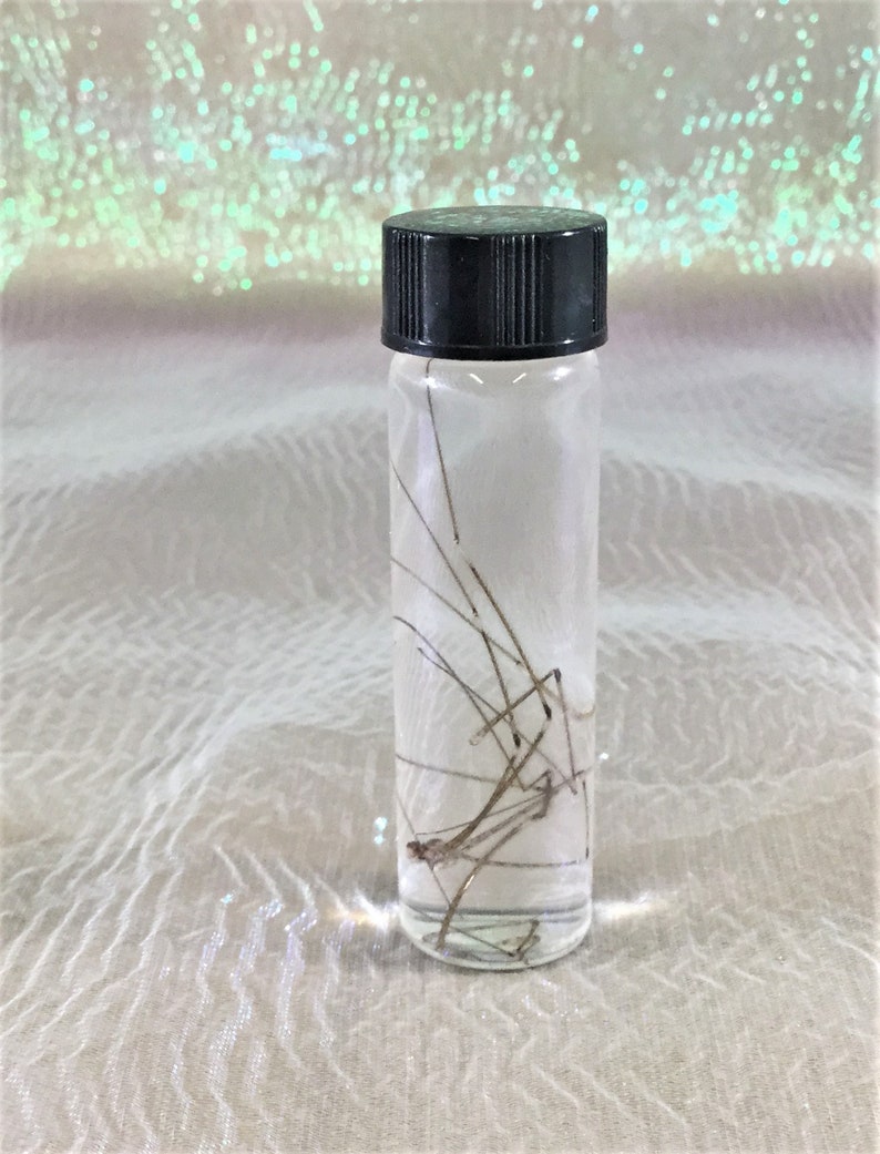 wet specimen insect bug collectible decor educational taxidermy CMisc.13 Entomology Wet Specimen Glass jar Daddy long-legs Spider