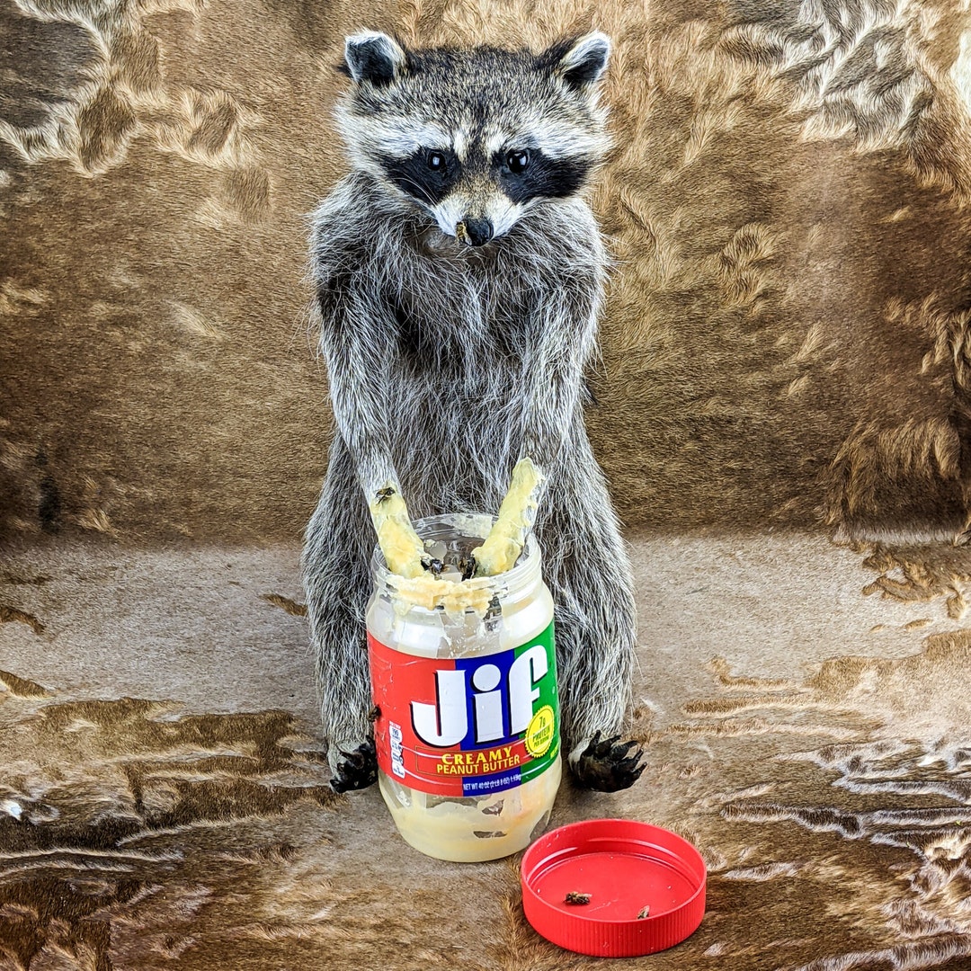 BR24 Reduced Peanut Butter Raccoon Full Mount Taxidermy Etsy