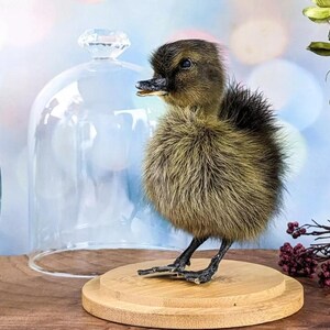 Baby Domestic Duck Glass Dome Display Oddities Curiosities Khaki Campbell duckling dome CUTE Curiosity Cabinet Decor Preserved Specimen