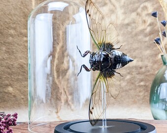 Clearwing Cicada Cryptotympana acuta Spread Glass Dome Display Curiosities entomology educational insect preserved specimen home decor