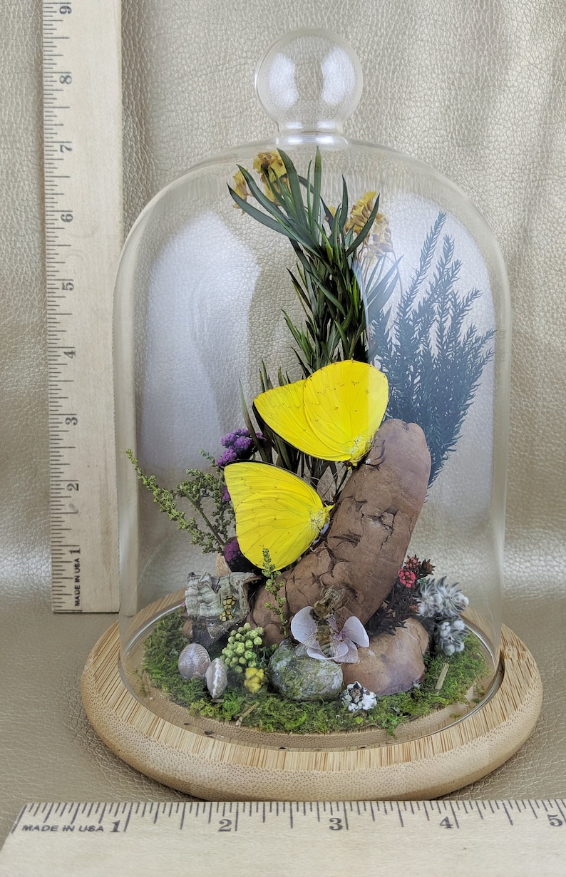 W135 Entomology Taxidermy kissing Butterflies bees snails ladybugs Glass Dome display oddity curiosity insects specimen collectible decor