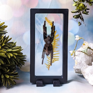 Java Yellow Kneed Tarantula spider Selencosmia Javanesis floating display Oddities Curiosities  Display Specimen Arachnid Collectible