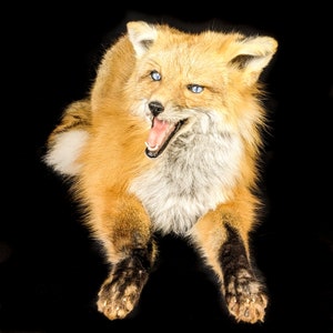 May include: A red fox with white fur around its neck and a black nose, sitting on a black background with its mouth open and showing its teeth. The fox has blue eyes.
