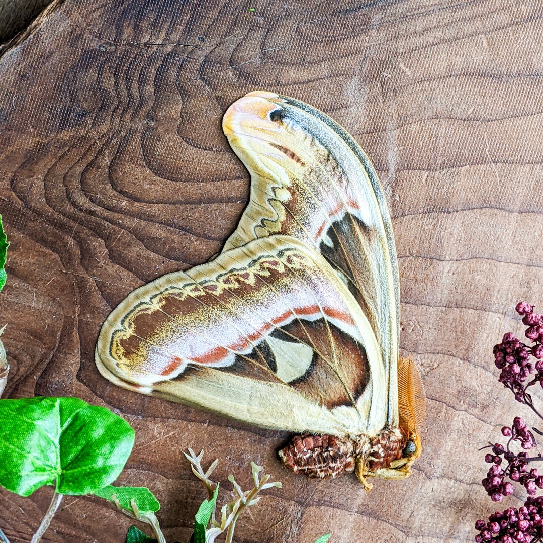 Attacus Atlas Moth Male Large Unspread Wings Closed Silk Moth Specimen ...