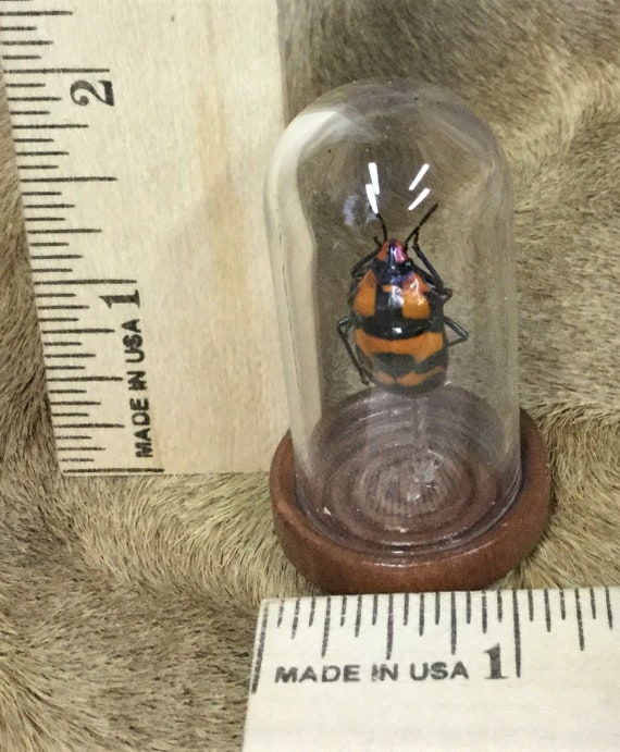 t6b Entomology Taxidermy Man Faced Beetle framed display Specimen Collectible insect bug decor