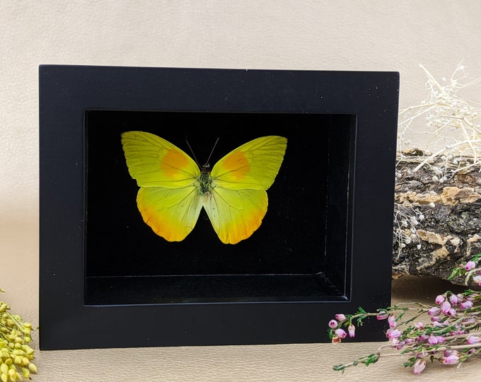 Butterfly Shadowbox Taxidermy Entomology specimen display oddities curiosities lepidotperology