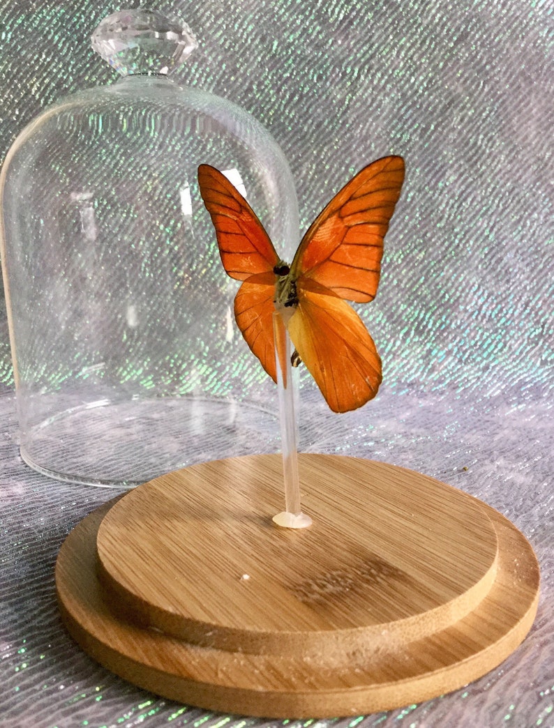 BF08 Taxidermy Entomology Butterfly Specimen Glass Dome Dsply insect collectible