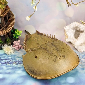 Horseshoe Crab (Damaged-short tail) Real shell Oddity Curiosities specimen  13+ preserved nautical educational curiosity cabinet marine gift