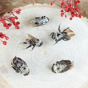 Bumble Bee LOT of 5 specimens Craft Grade B oddities Curiosities crafting preserved specimen insect bug collector Educational biology gift