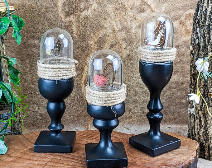 Butterfly Domes Set of 3 displays Entomology Taxidermy Oddity Curiosities whimsical gifts cottagecore decor collectible specimen  bug insect