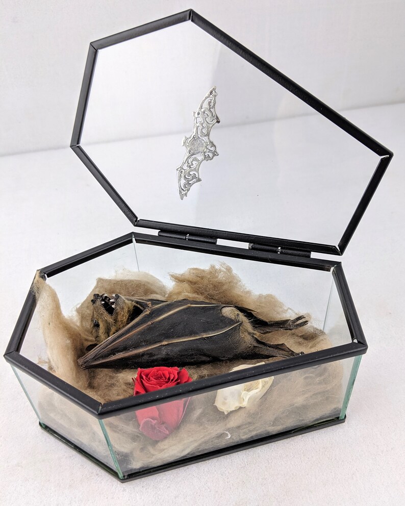 s24a Taxidermy Bat Glass Coffin display w Preserved Rose /& bat skull Display collectible specimen Oddity Oddities curiosity cabinet